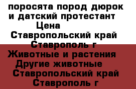 поросята пород дюрок и датский протестант › Цена ­ 4 500 - Ставропольский край, Ставрополь г. Животные и растения » Другие животные   . Ставропольский край,Ставрополь г.